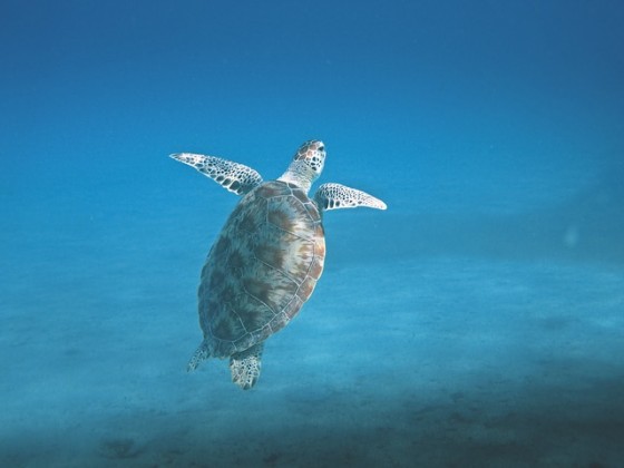 turtle-601286_640