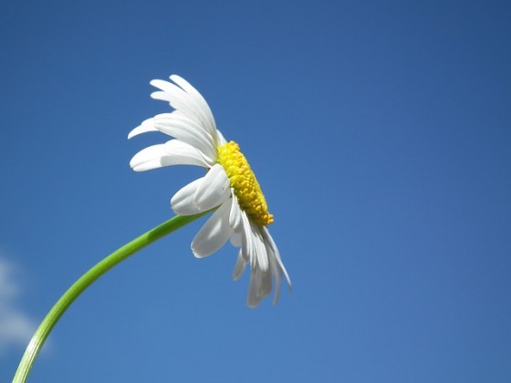 flower-204857_640